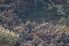 Odocoileus virginianus ustus