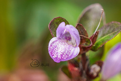 Hygrophila ringens