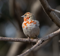 Foudia madagascariensis