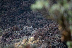 Odocoileus virginianus ustus