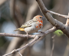 Foudia madagascariensis