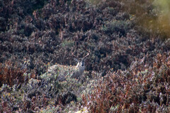 Odocoileus virginianus ustus