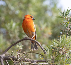 Foudia madagascariensis