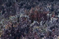 Linochilus rupestris