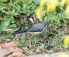 Motacilla flaviventris