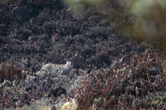 Odocoileus virginianus ustus