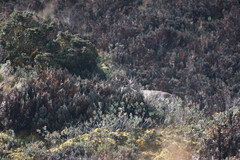 Odocoileus virginianus ustus