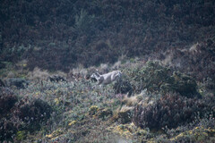 Odocoileus virginianus ustus