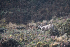 Odocoileus virginianus ustus