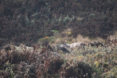 Odocoileus virginianus ustus
