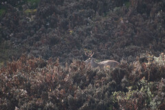 Odocoileus virginianus ustus
