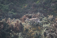 Odocoileus virginianus ustus