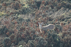 Odocoileus virginianus ustus