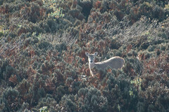 Odocoileus virginianus ustus