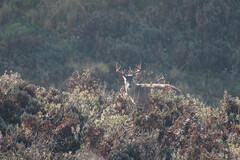 Odocoileus virginianus ustus