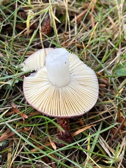 Russula versicolor