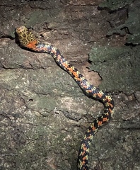 Siphlophis cervinus