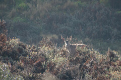 Odocoileus virginianus ustus