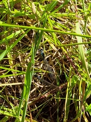 Austrolestes colensonis