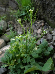 Cardamine flexuosa