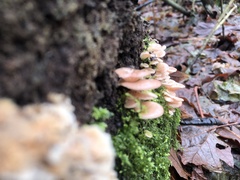 Scytinotus longinquus