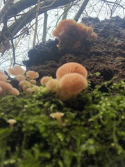 Scytinotus longinquus