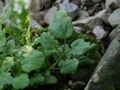 Cardamine flexuosa