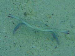 Portunidae