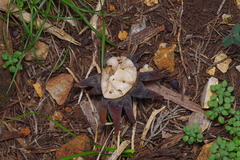 Myriostoma