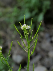 Cardamine flexuosa
