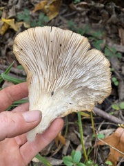 Pleurotus ostreatus