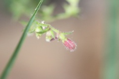 Gonocarpus teucrioides