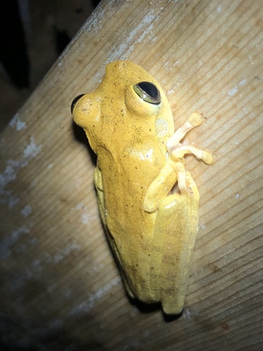 Banana Tree Dwelling Frog, Boana platanera