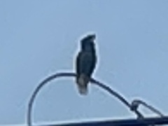 Acridotheres grandis