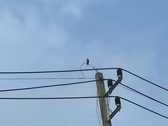 Acridotheres grandis