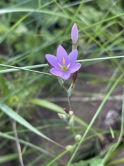 Hesperantha baurii
