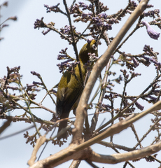 Zosterops maderaspatanus