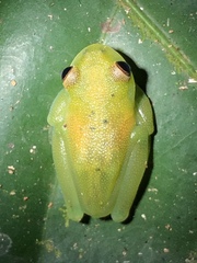 Cochranella granulosa