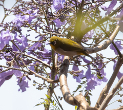 Zosterops maderaspatanus