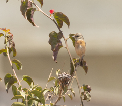 Saxicola torquatus
