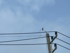 Acridotheres grandis