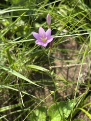 Hesperantha baurii