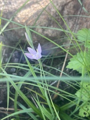 Hesperantha baurii