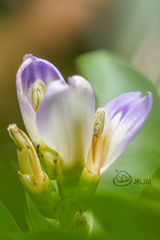 Acanthus ilicifolius