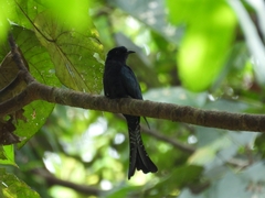 Surniculus dicruroides