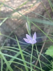 Hesperantha baurii