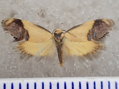 Eupselia