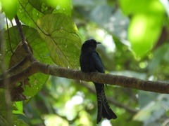 Surniculus dicruroides