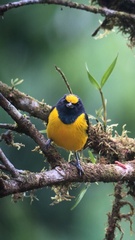 Euphonia imitans