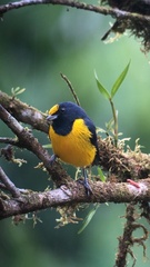Euphonia imitans